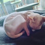 Chat femelle Sphynx 8