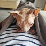 Chat femelle Sphynx 5