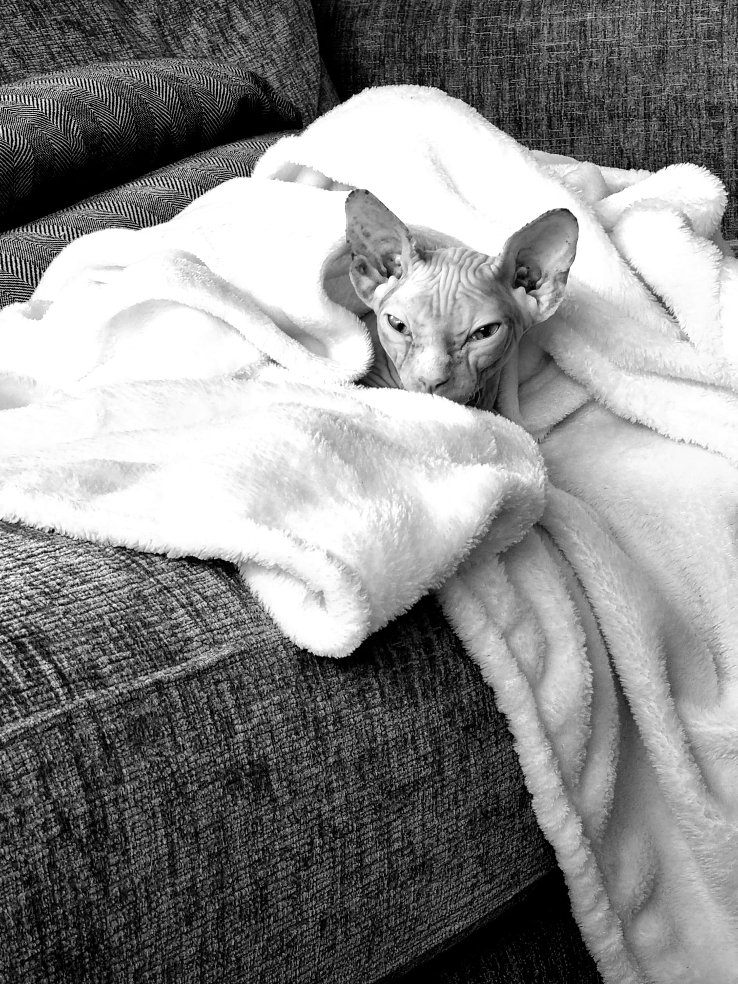 blog les mystères du sphynx 1