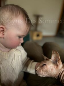 bebe_sphynx_contact_filigrane