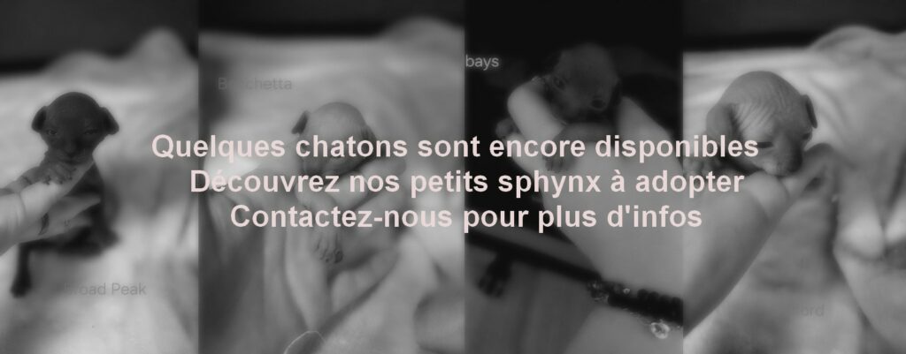 portee_yoko_2026_texte